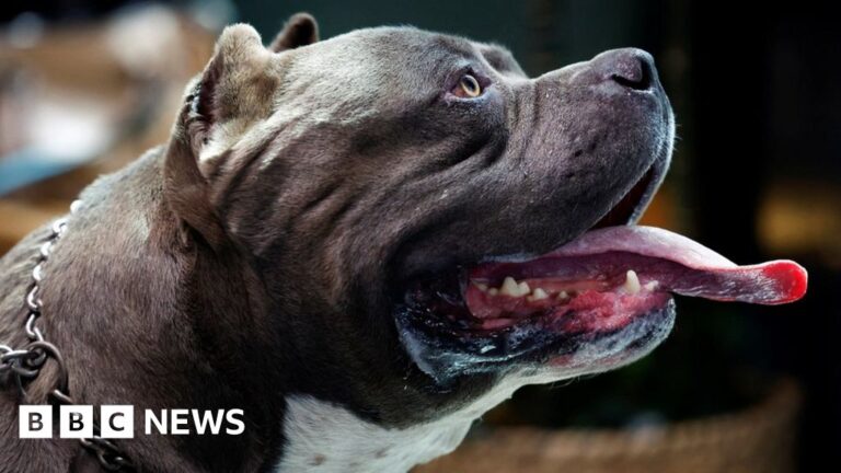 American bully XLs added to record of banned canines in England and Wales