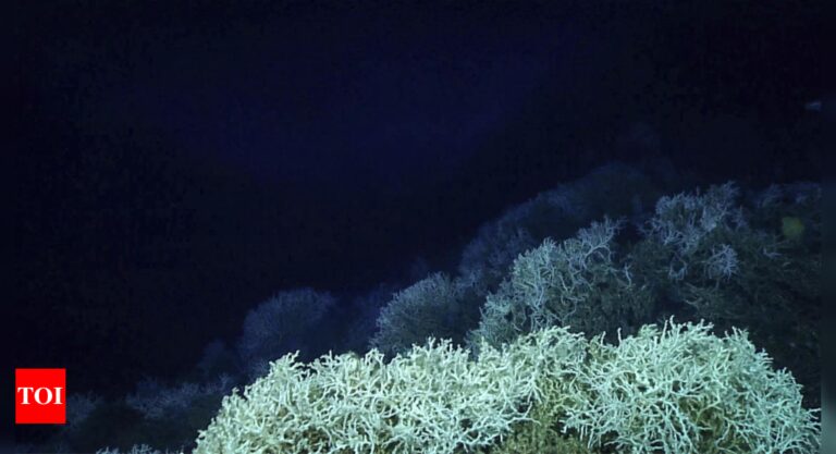 Largest deep-sea coral reef to this point is mapped by scientists off the US Atlantic coast