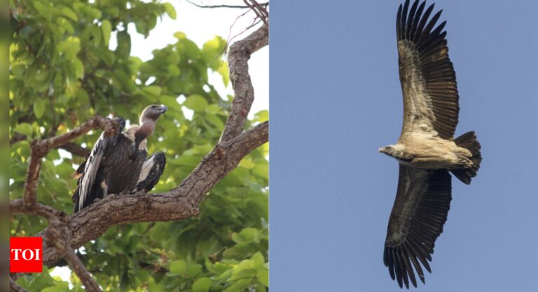 A primary of its variety Vulture weight loss plan examine reveals conservation wants in India