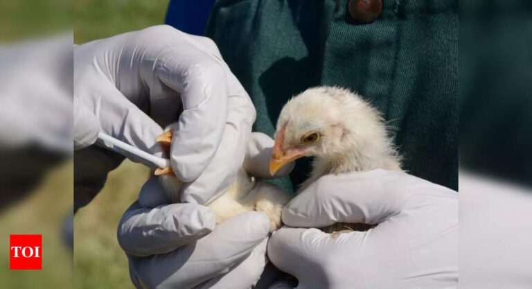 Chicken flu is decimating seal colonies. Scientists do not know how you can cease it