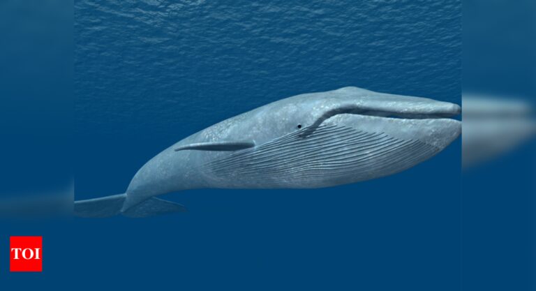 Saved from whaling, blue whales now face risk from world warming, human actions: Research