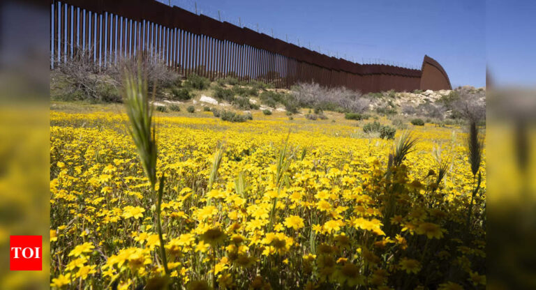 Botanists are scouring the US-Mexico border to doc a forgotten ecosystem cut up by a large wall