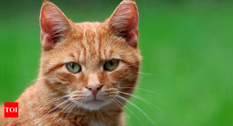 Worldwide Cat Day; What every zodiac signal can study from Cats