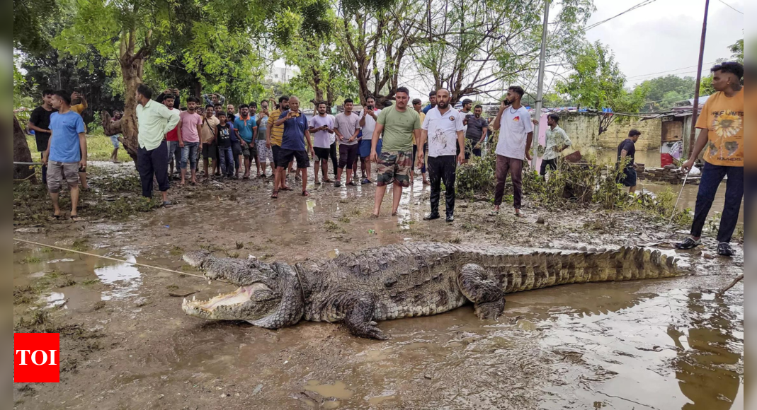 Vadodara floods helped eight crocodiles flee zoo in August | India Information