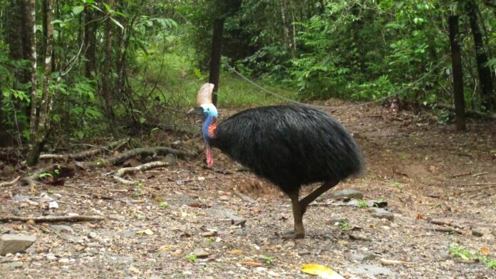 Sci-Five | The Hindu Science Quiz: On the Cassowary bird