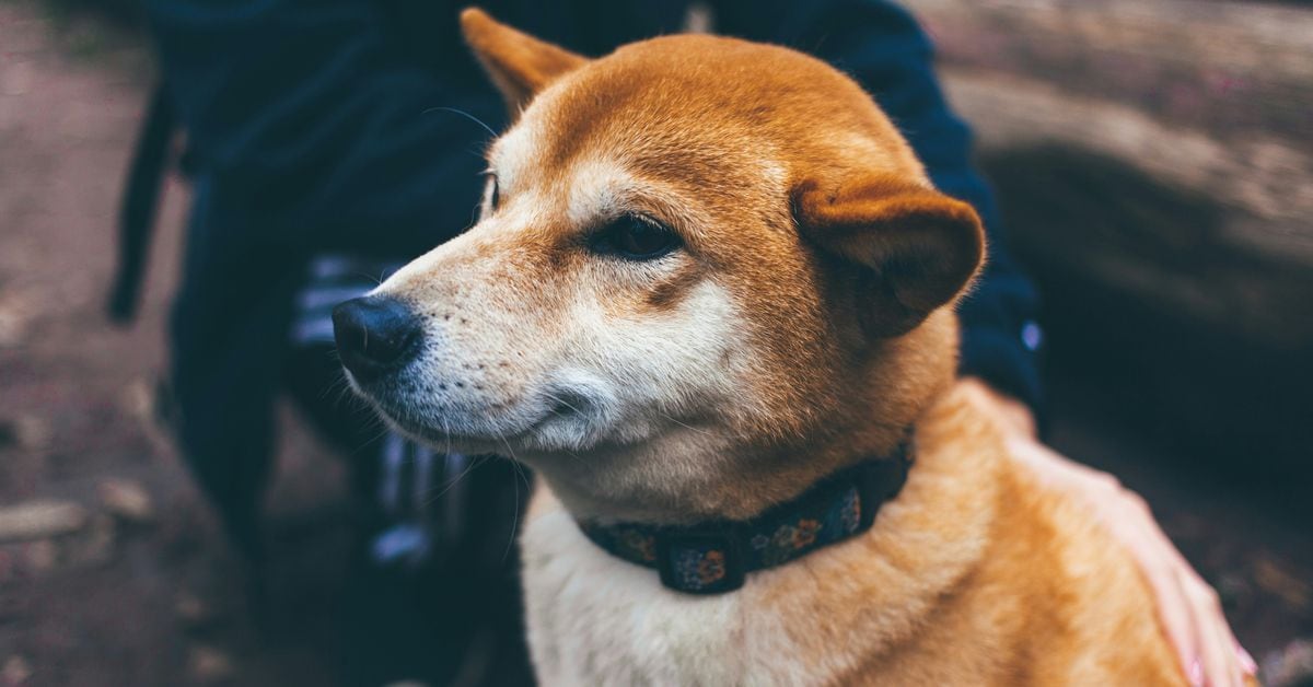 Dogecoin Craze Grips Korea, Fuels Value Premium on Native Giants Upbit and Bithumb