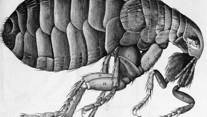 Micrographia: Hooke’s monumental masterpiece - The Hindu