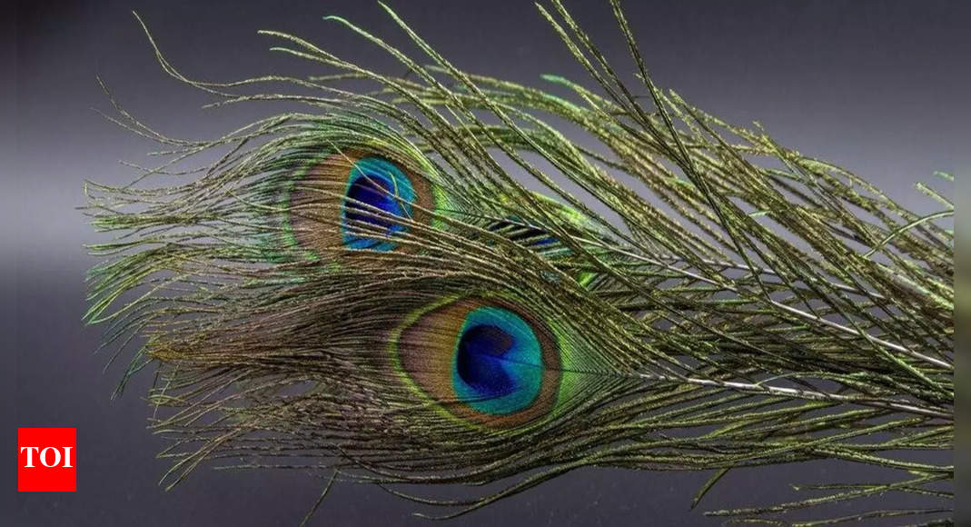 Peacock Feather: Powerful Remedies and Benefits Peacock Feather: Powerful Remedies and Benefits