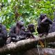 West Africa chimps are losing their tradition, in another human legacy