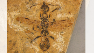 Historic Bug Story: How fiery hell ants pierced their prey 113 million years ago | Historic Bug Story: How fiery hell ants pierced their prey 113 million years ago |