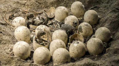 100-million-year-old dinosaur eggs recovered in Jurassic America |