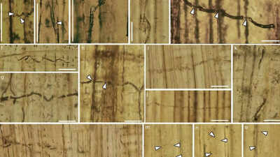 160-million-year-old blue-stain fungi in China found to be harmful to trees |