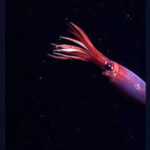 Rare blood-red squid captured alive for the first time off Antarctica on camera |