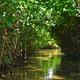 Efforts to restore mangroves can turn the tide on India’s coastal security