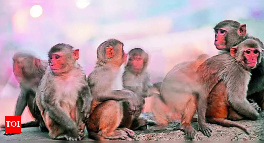 Bihar man dies in attack by 20 monkeys | India News