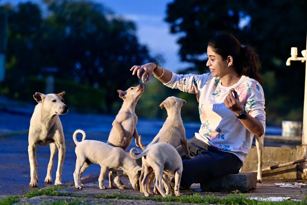 Stray dog crisis in India and why science is key to finding solutions
