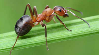 Unbelievable discovery: Queen ants produce offspring of two different species, say scientists |